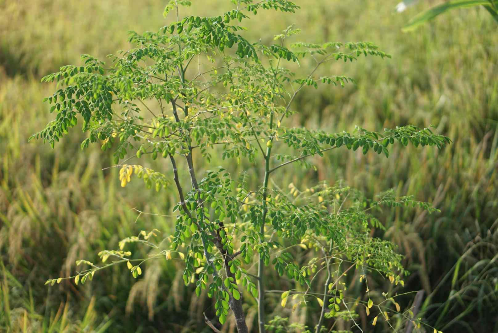 PIPA PAPA Moringa pods harvest showcases edible, nutrient rich harvests.