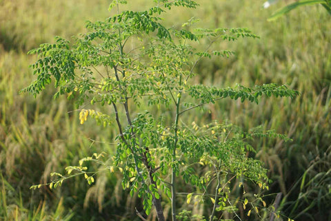 PIPA PAPA Moringa pods harvest showcases edible, nutrient rich harvests.