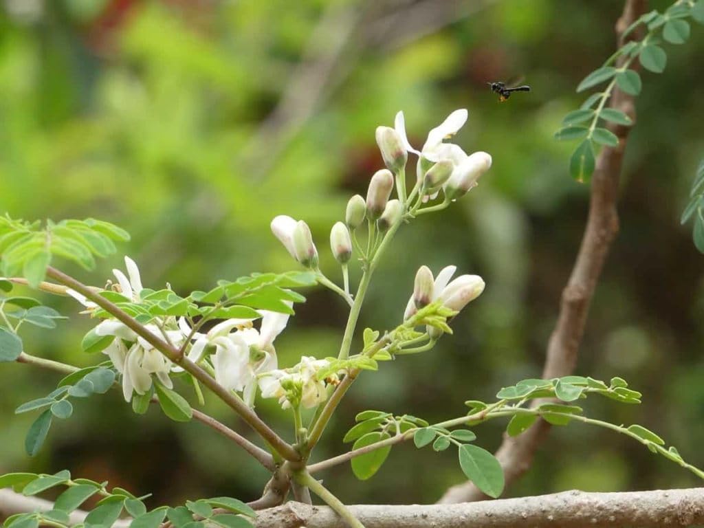 PIPA PAPA Moringa seed care image emphasizes easy maintenance for beginners.