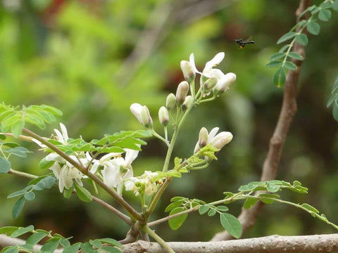 PIPA PAPA Moringa seed care image emphasizes easy maintenance for beginners.