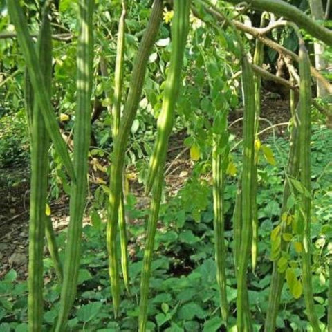 PIPA PAPA Moringa seeds closeup showing premium quality and germination potential.