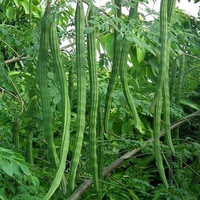 PIPA PAPA Moringa seeds pack for starting a home kitchen garden.