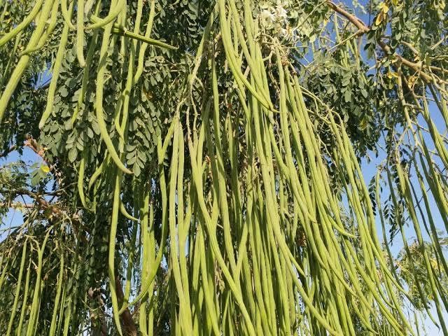 PIPA PAPA Moringa terrace garden highlights healthy foliage in small spaces.