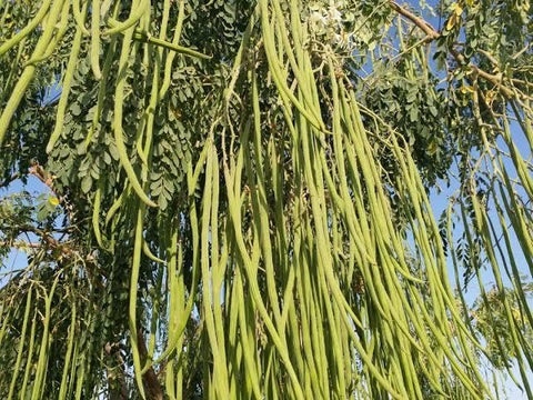 PIPA PAPA Moringa terrace garden highlights healthy foliage in small spaces.