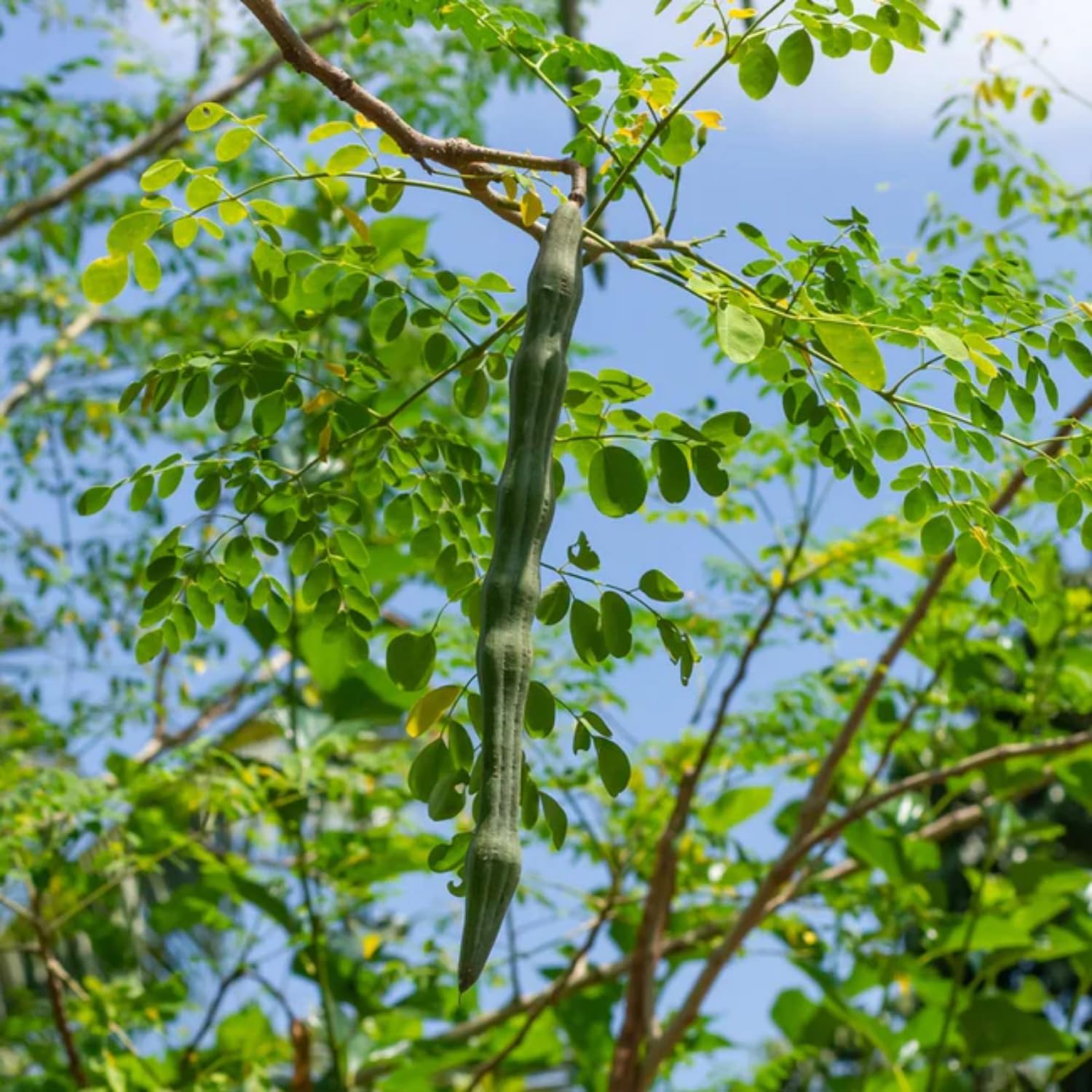 PIPA PAPA Moringa tree in pot demonstrates compact growth for balcony gardens.
