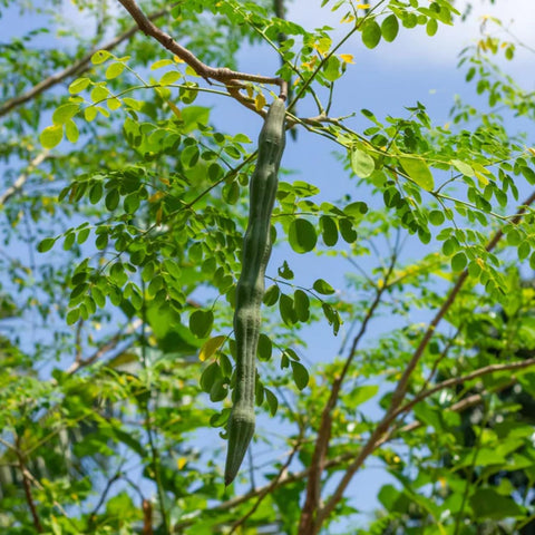 PIPA PAPA Moringa tree in pot demonstrates compact growth for balcony gardens.