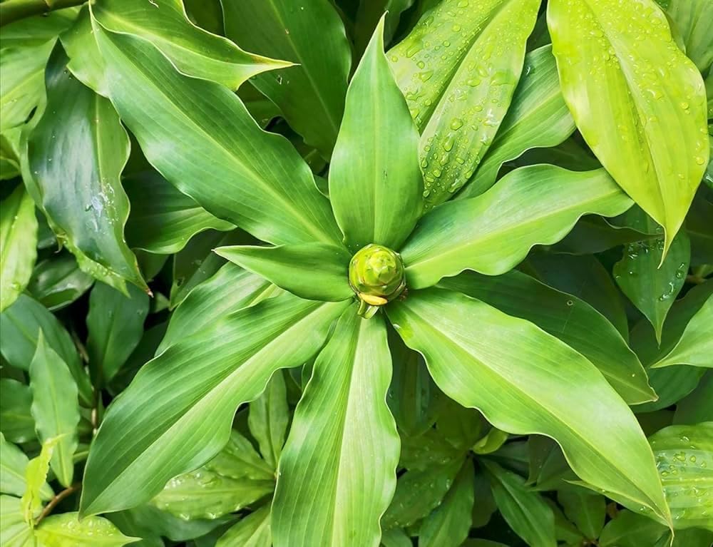 PIPA PAPA insulin plant flourishing in an organic garden bed.