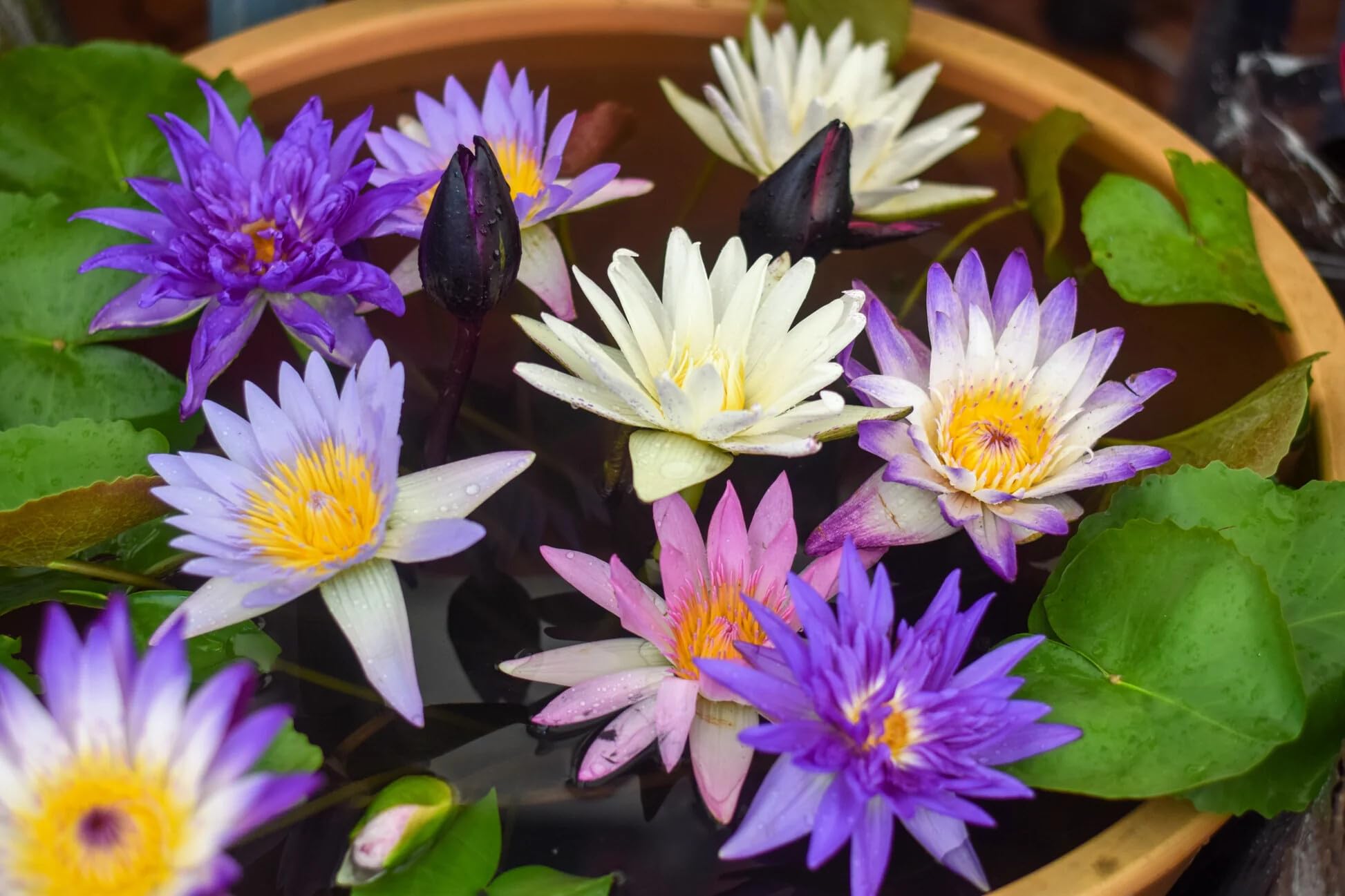 PIPA PAPA lotus plant in bowl demonstrates compact growth for containers.