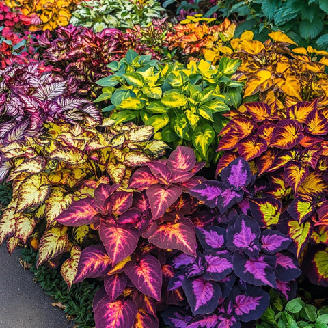 PIPA PAPA Rainbow Dragon Coleus foliage close-up showing vibrant color in shade.