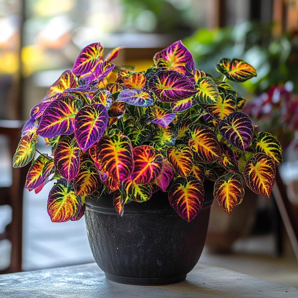PIPA PAPA Rainbow Dragon Coleus germination on warm surface within 7-14 days.