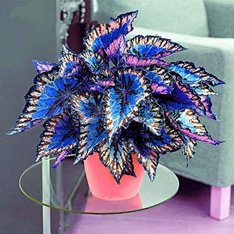 PIPA PAPA Rainbow Dragon Coleus thriving in partial to full shade display.