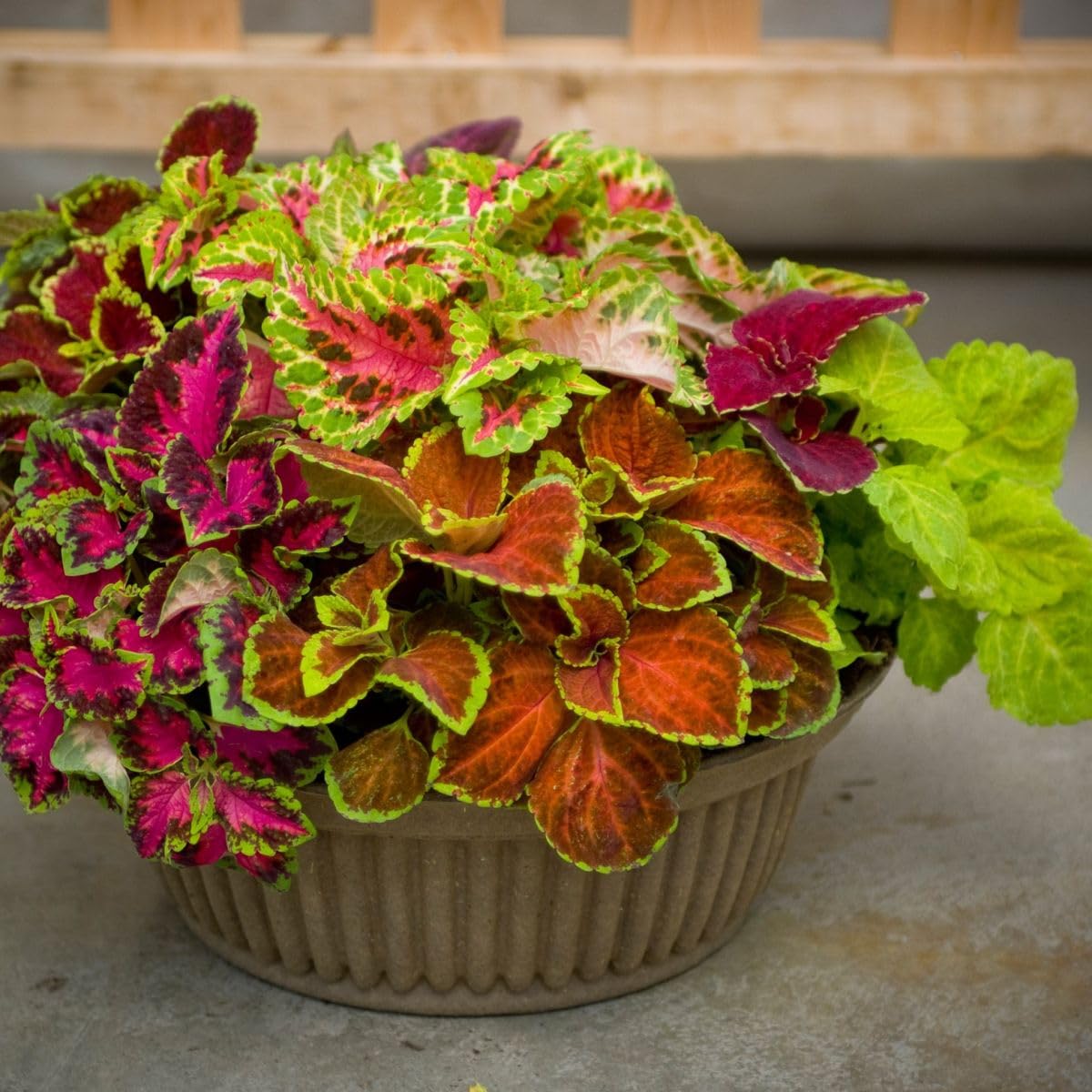 PIPA PAPA Rainbow Dragon Coleus seedlings being transplanted into pots.