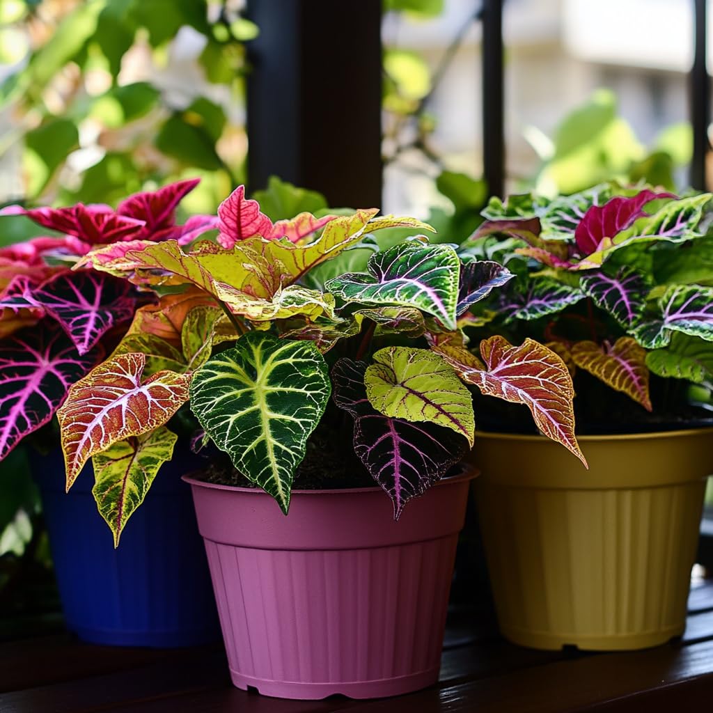 PIPA PAPA Rainbow Dragon Coleus seeds pack ready for sowing to add color in shade.