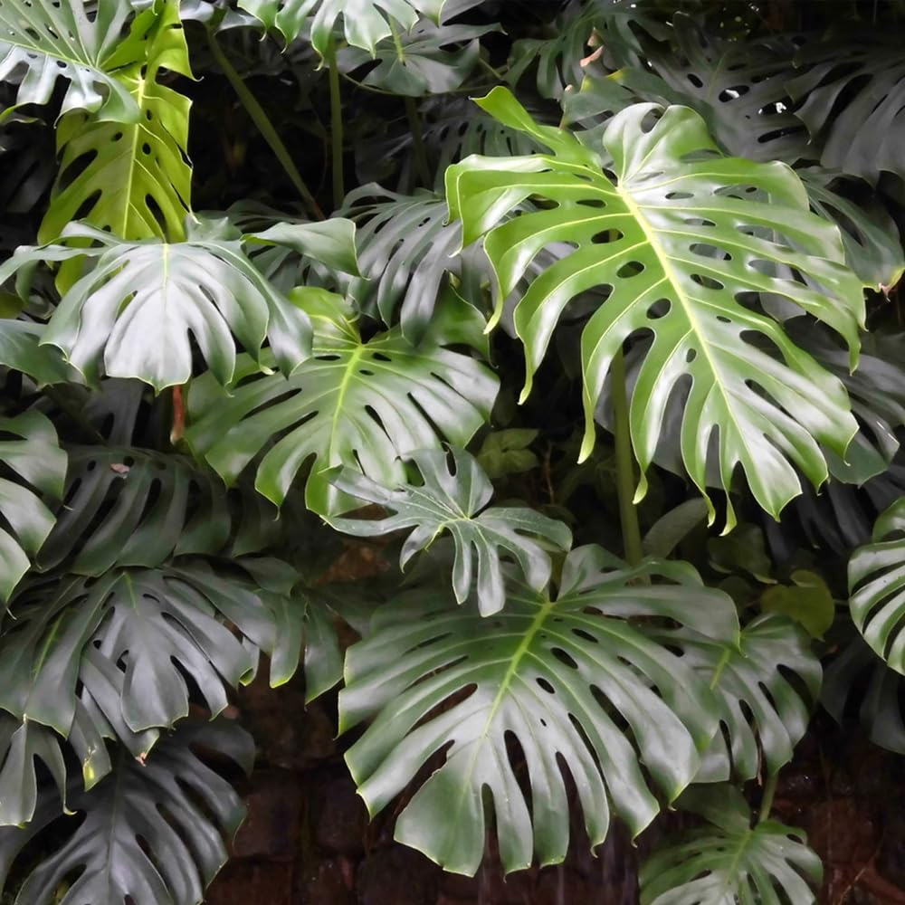 Pipa Papa Monstera seedlings transplanted for continued robust growth.