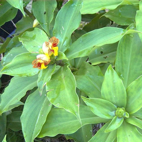 PIPA PAPA insulin plant seedlings thrive in a pot for balconies.