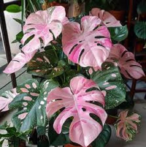 Pipa Papa Fresh Monstera seeds 50pcs pack after soaking for better germination.