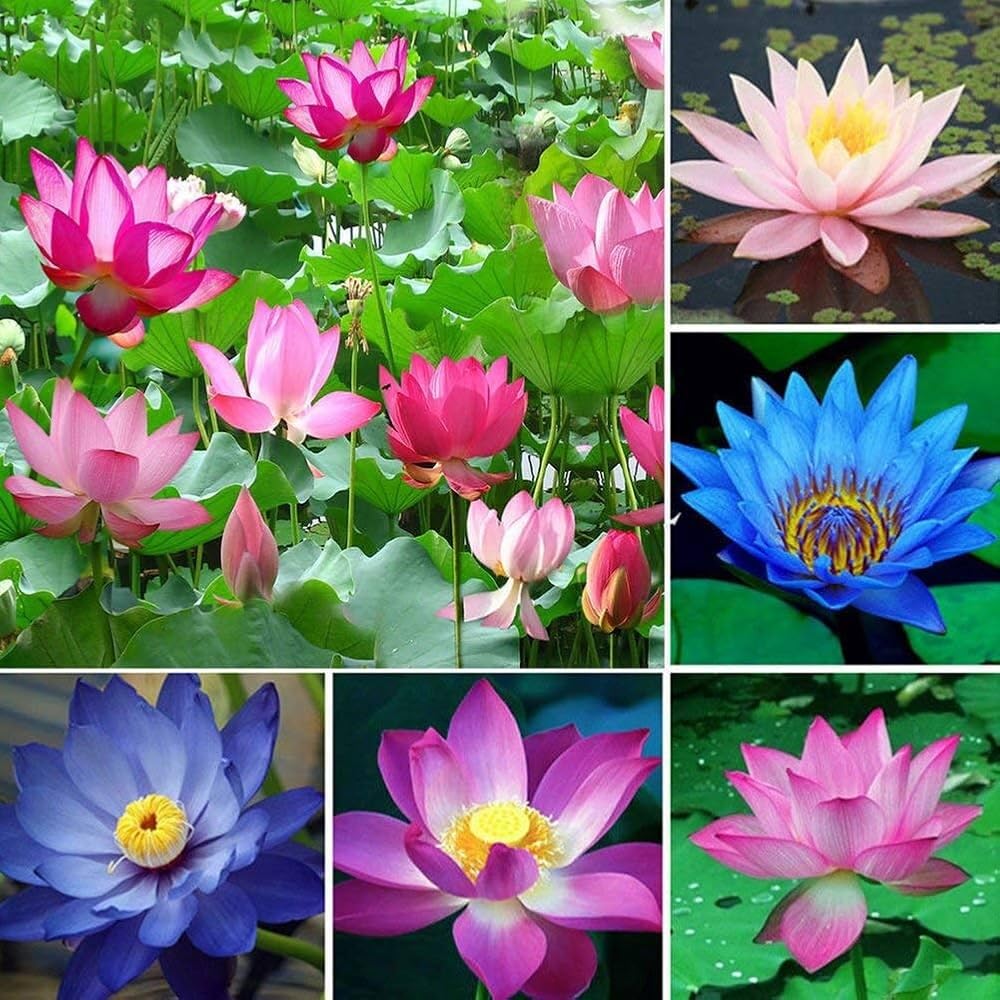PIPA PAPA sunlit water garden setup showcases ideal outdoor placement.