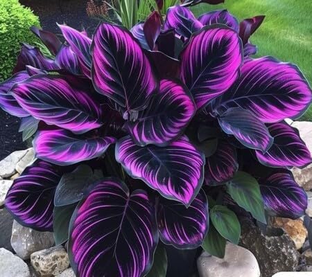 Pipa Papa mature colocasia plants suited for garden beds or containers.