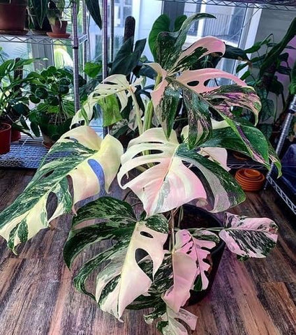PIPA PAPA tropical foliage variety in mix, perfect for vibrant living spaces.