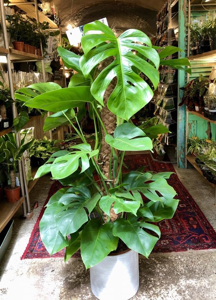 Pipa Papa Monstera seeds in well draining potting mix for strong roots.