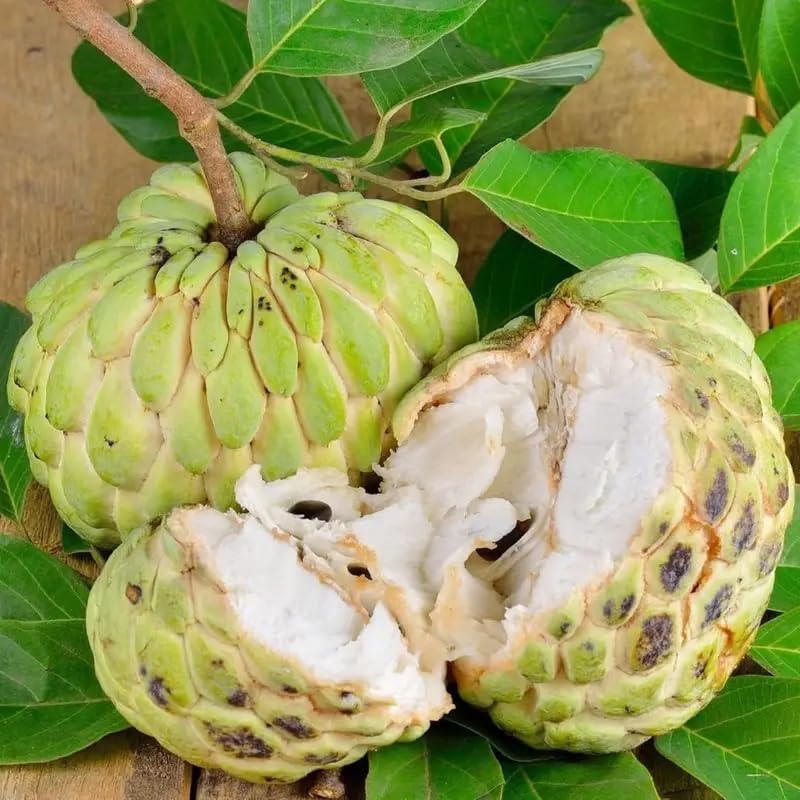 PIPA PAPA sugar apple seeds in a ready-to-plant packet.