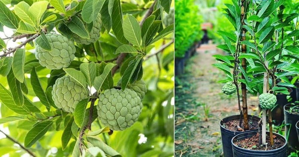 Sugar apple saplings starting to grow in a sunlit garden, PIPA PAPA.