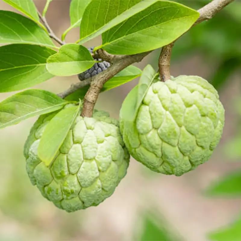 Close-up of viable Annona squamosa seeds from PIPA PAPA.