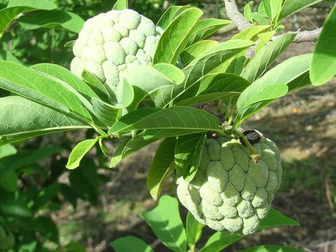 PIPA PAPA seeds shown in a pot for container gardening.