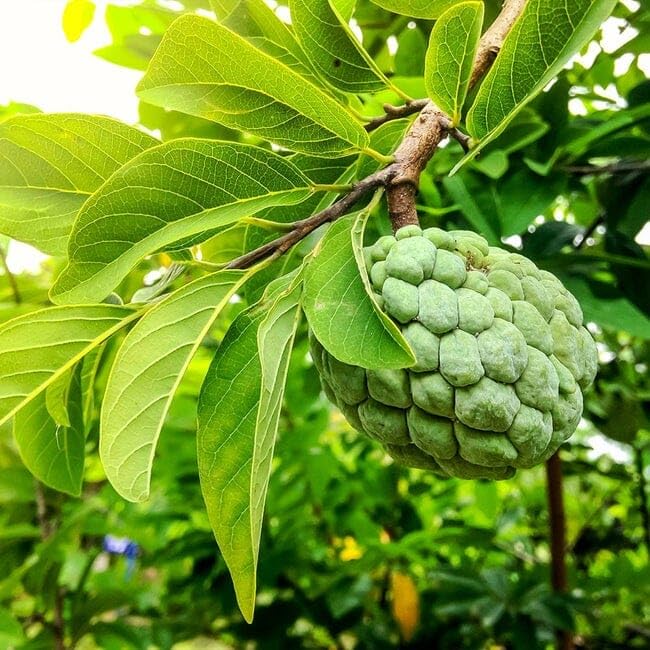 PIPA PAPA seed packets with simple beginner-friendly planting instructions.