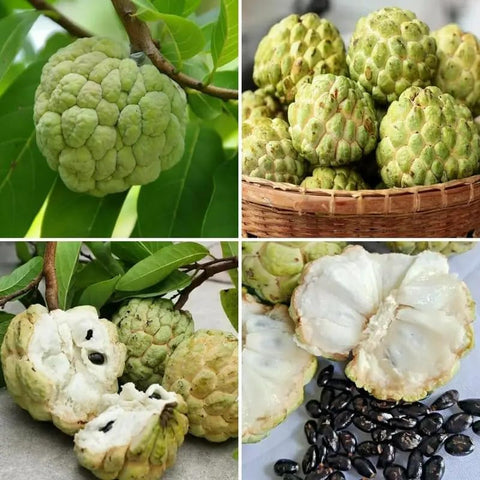 Non-GMO sugar apple seeds by PIPA PAPA for home gardens.