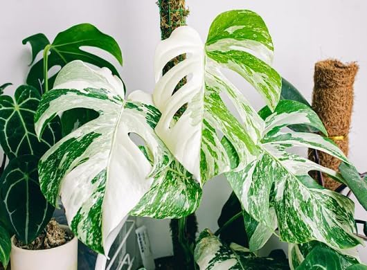 PIPA PAPA Monstera seeds germination guide for hopeful indoor growers