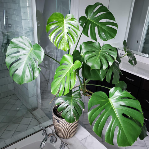 PIPA PAPA Monstera seeds suited for indoor and outdoor planting in home gardens