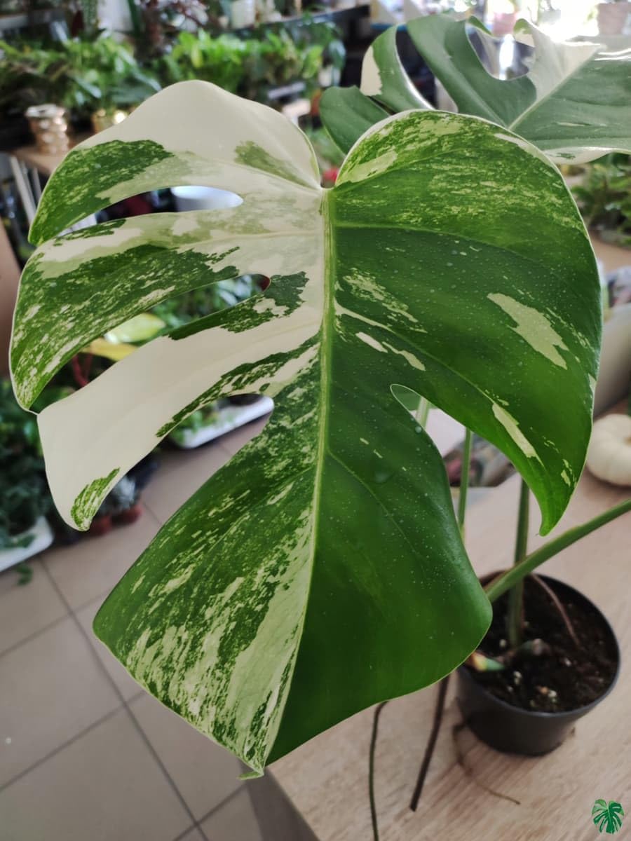 PIPA PAPA Monstera seedling care after sprouting and establishment