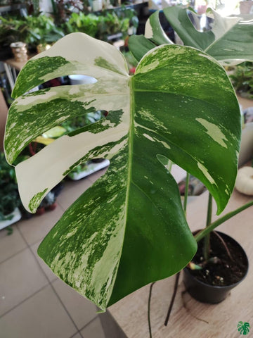 PIPA PAPA Monstera seedling care after sprouting and establishment