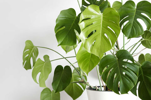 PIPA PAPA Monstera seeds spacing and planting depth guidance for beginners