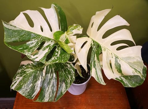 PIPA PAPA variegated Monstera seeds show vibrant green and white variegation detail