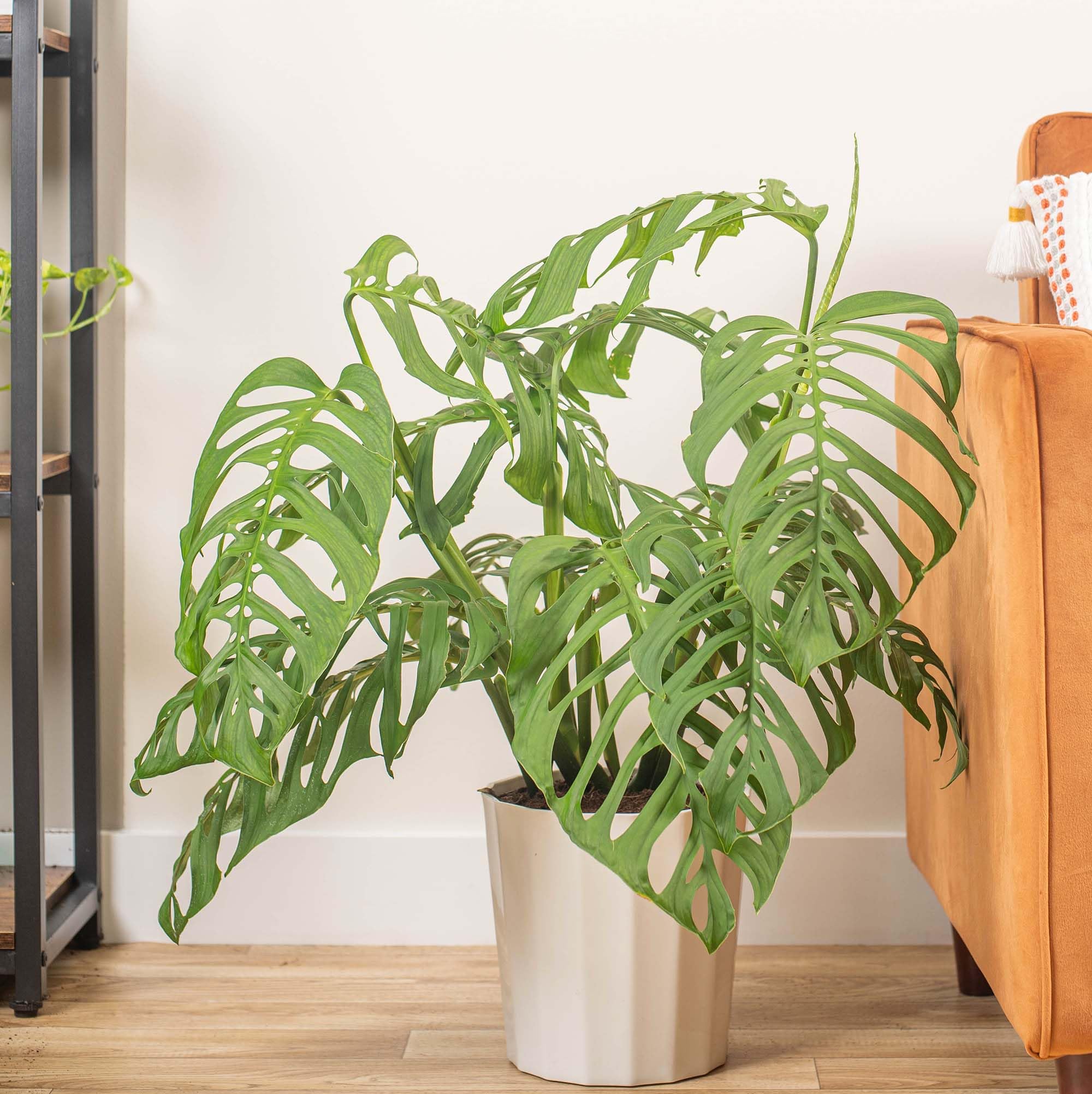 PIPA PAPA Monstera seeds require well-draining soil with organic matter