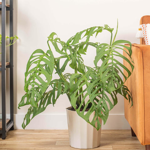 PIPA PAPA Monstera seeds require well-draining soil with organic matter