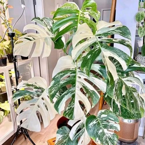 PIPA PAPA variegated Monstera seeds pack ready for easy home sowing and tropical decor