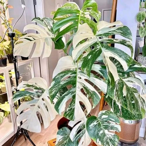 PIPA PAPA variegated Monstera seeds pack ready for easy home sowing and tropical decor