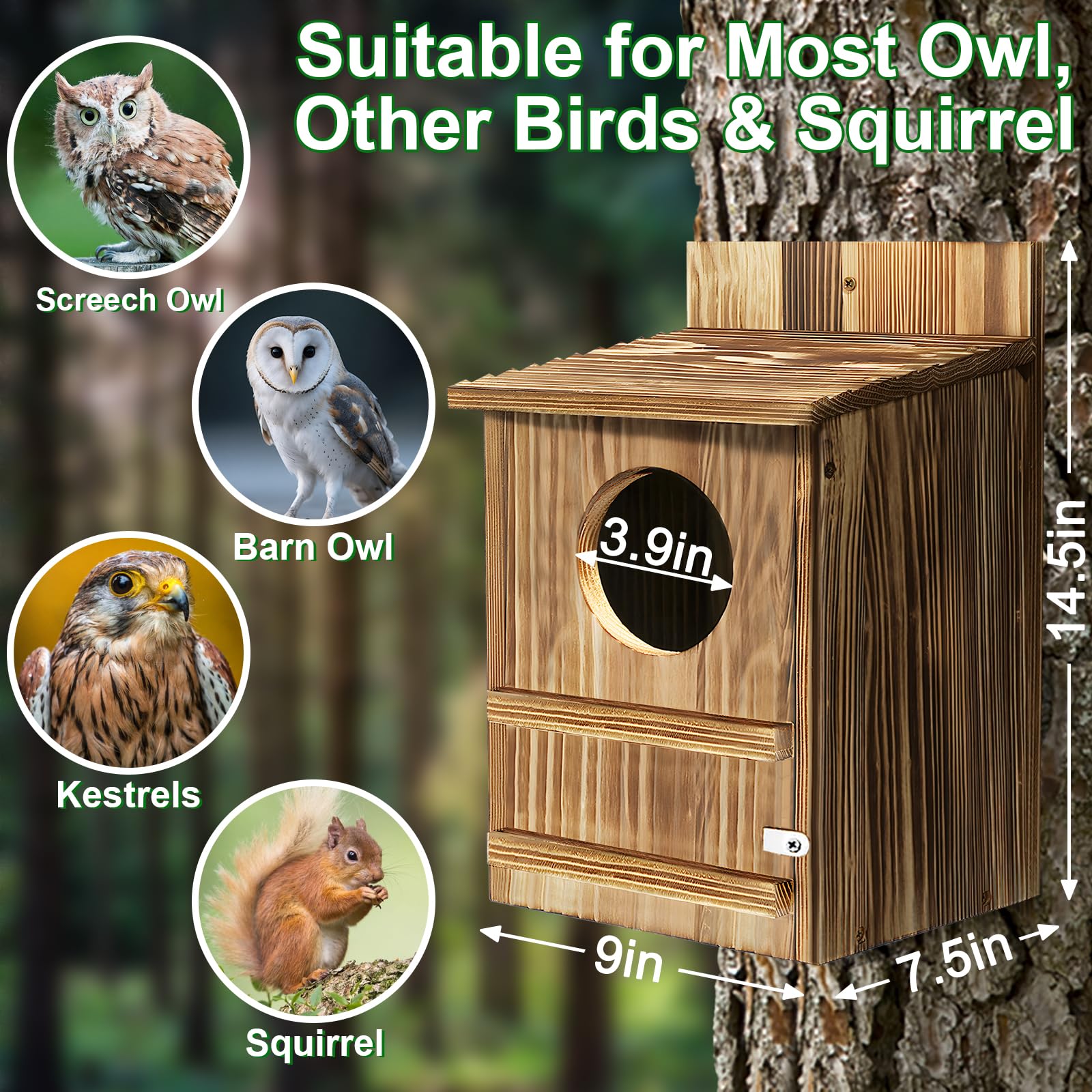 PIPIONE Owl House view showing included screws for quick assembly and installation.