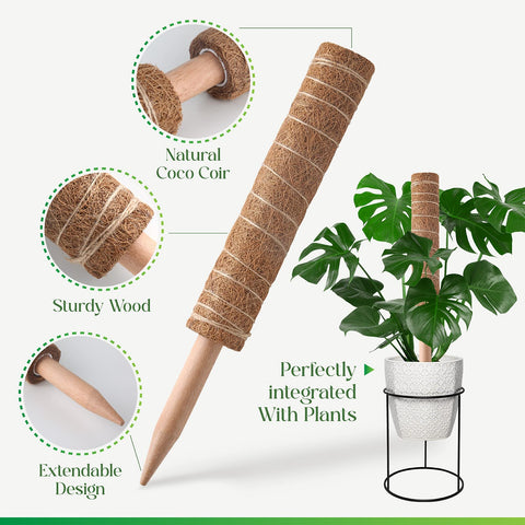 Pisol plant stake aids pothos and ivy vertical growth