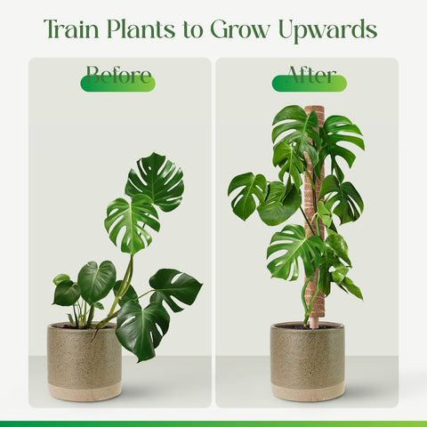 Pisol coco coir pole highlights natural moisture retention for plants