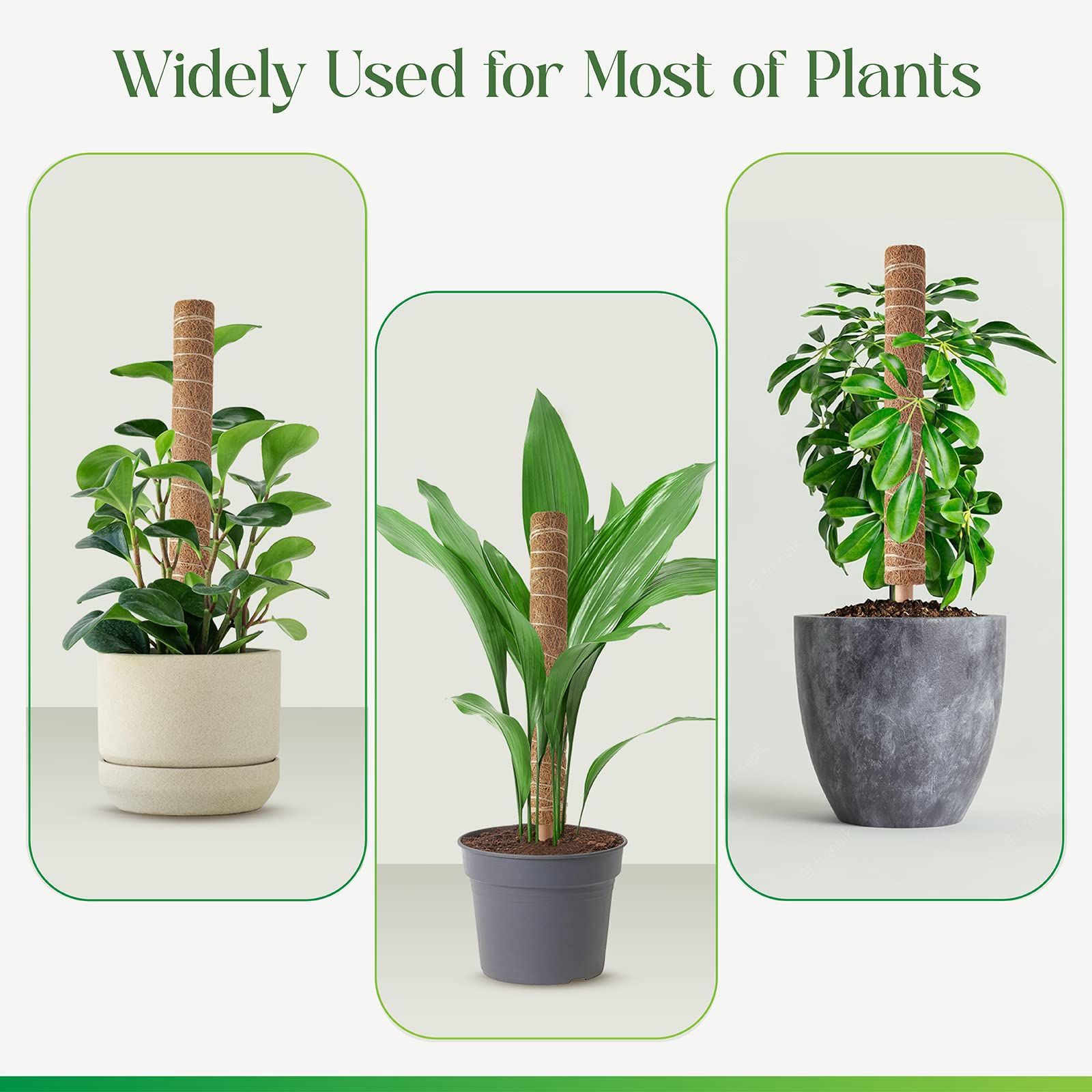 Pisol moss pole provides stable support as plants grow taller