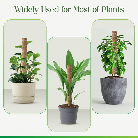 Pisol moss pole provides stable support as plants grow taller