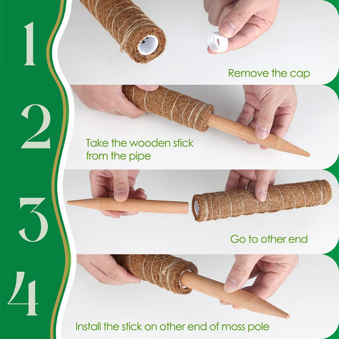 Pisol moss pole installation with twine simplifies setup near stem