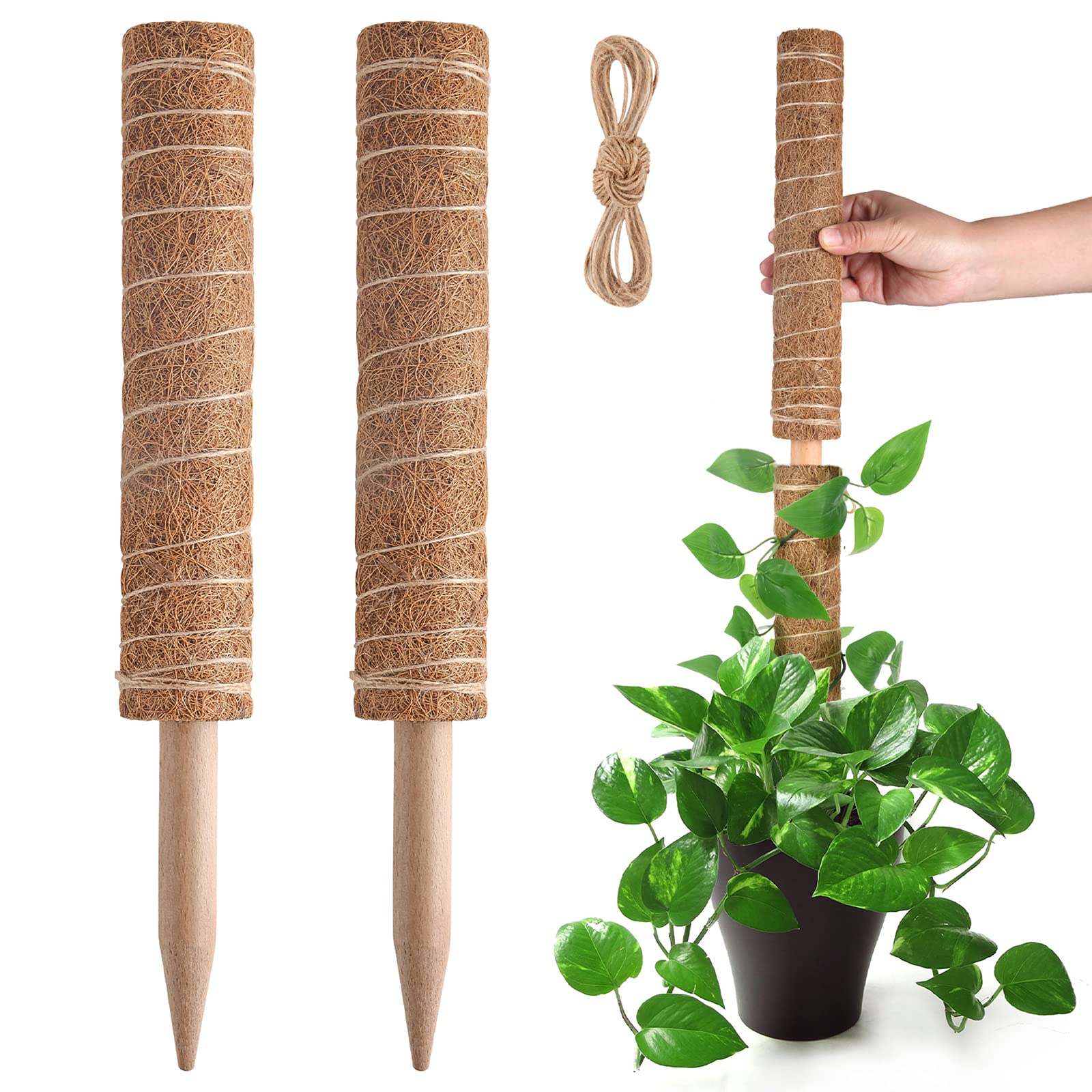 Pisol moss pole for monstera extends upward supports lush growth