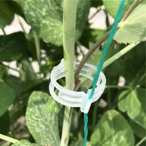 Piteno 300pcs tomato clips packaging for easy garden support.