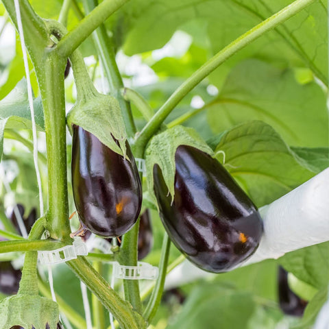 Piteno versatile clip for tomatoes, melons, cucumbers and peppers.