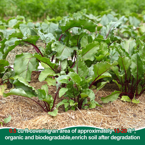 PJT Organic Garden Straw mulch in a raised bed promoting healthy roots